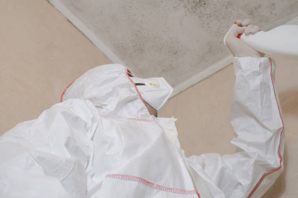 Professional Mold Removal in West Columbia, SC