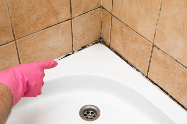 Mold Removal Process in West Columbia, SC